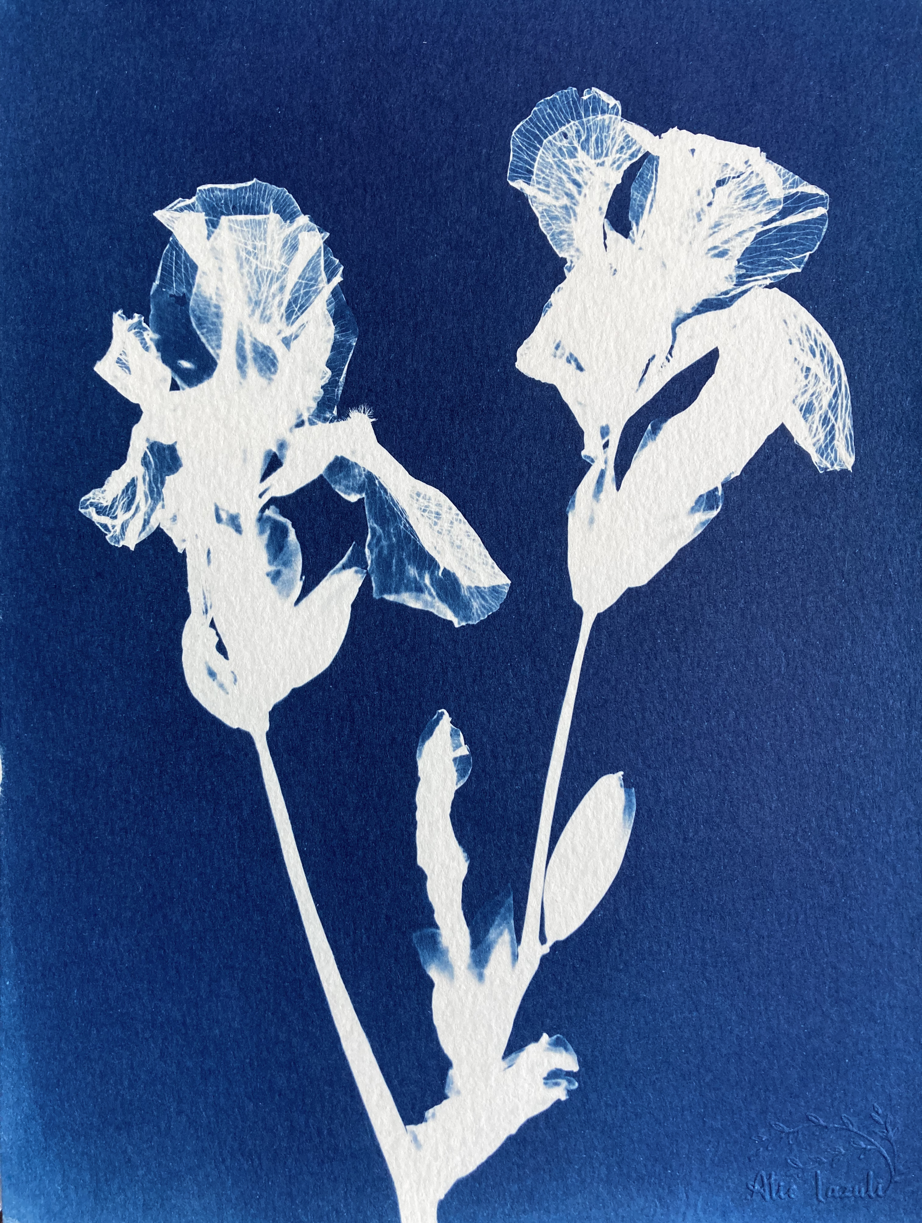 Iris - 18x24