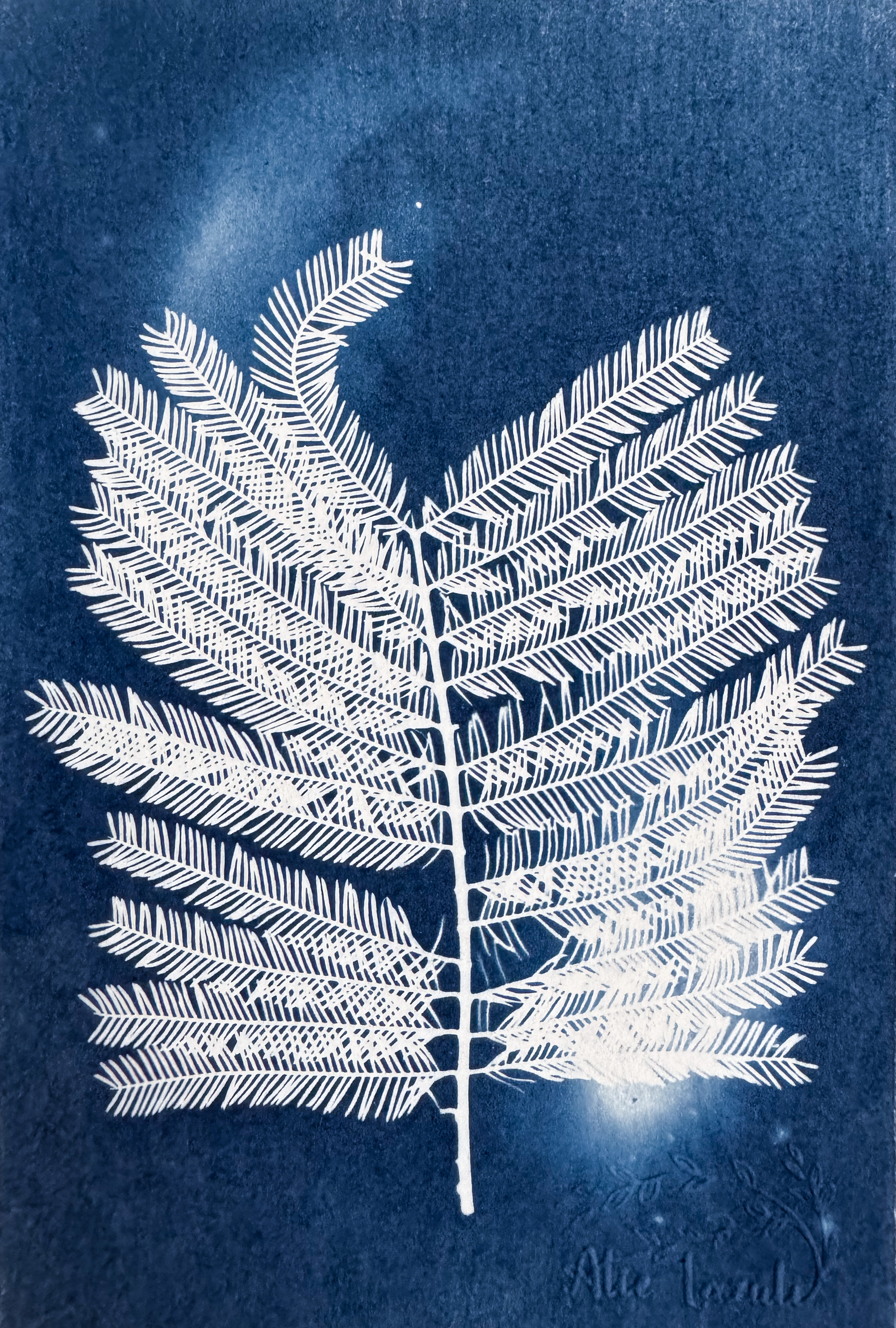 Mimosa dentelle  - 10x15