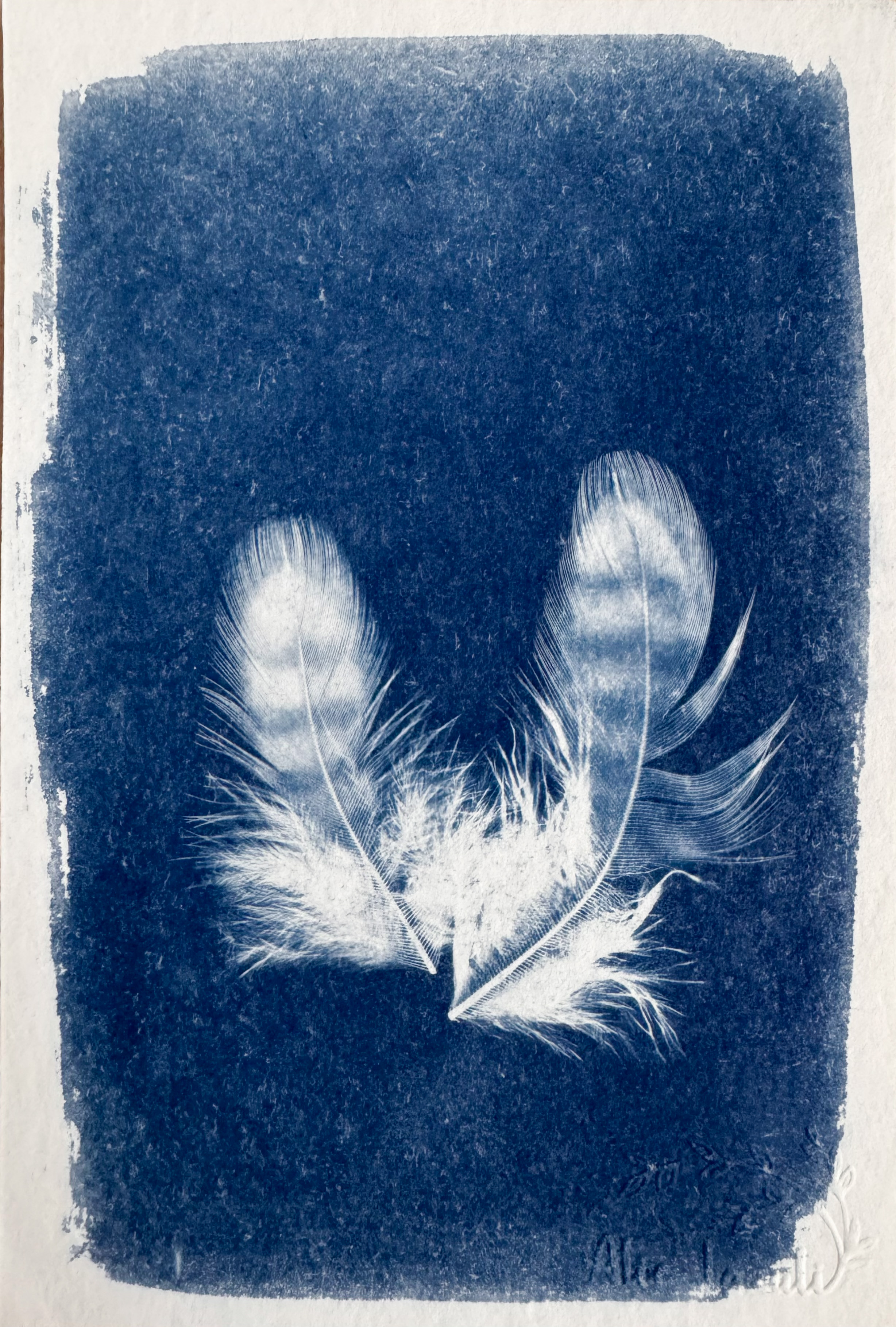 Voltige  - 10x15