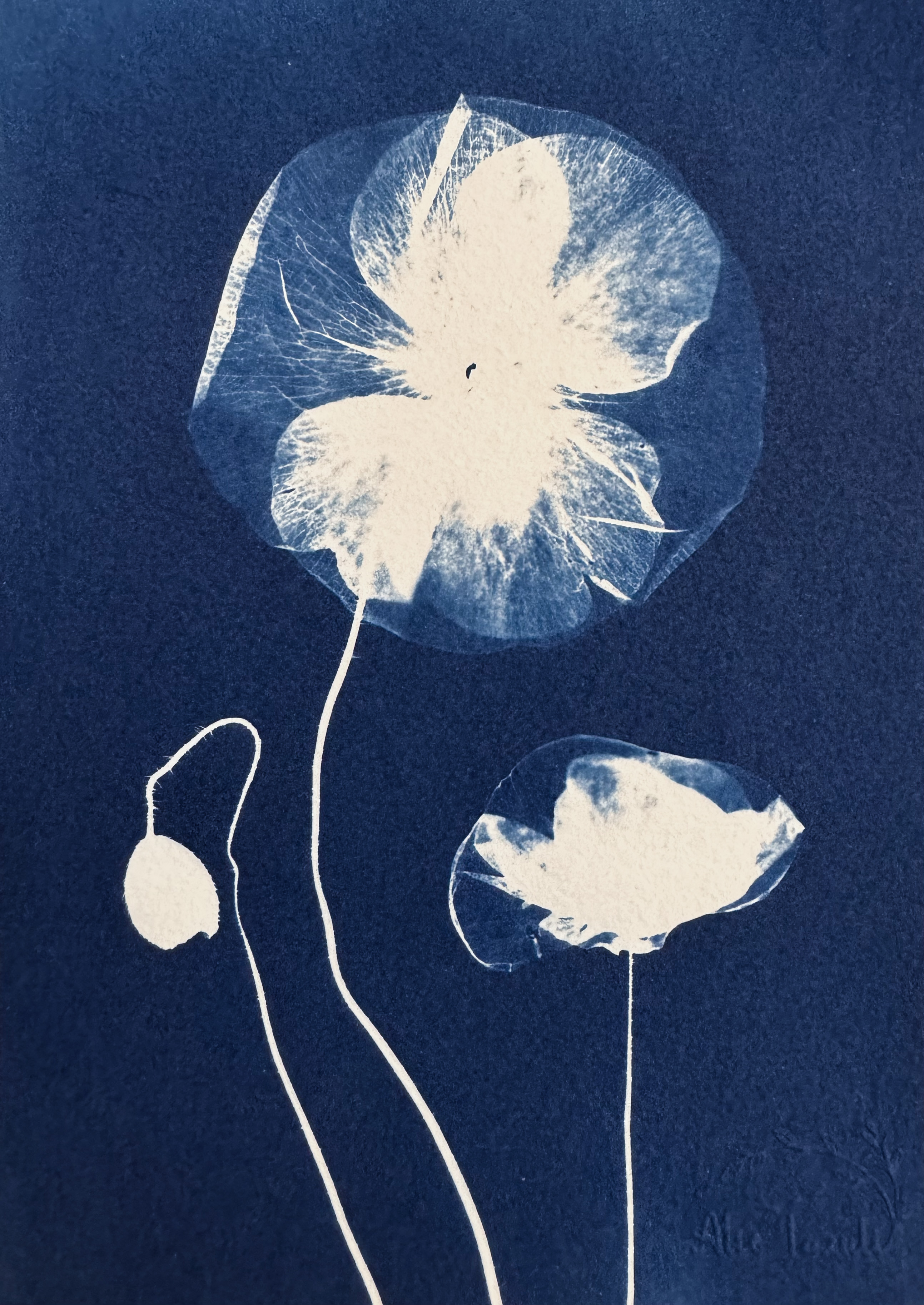 Danse Florale - 13x18