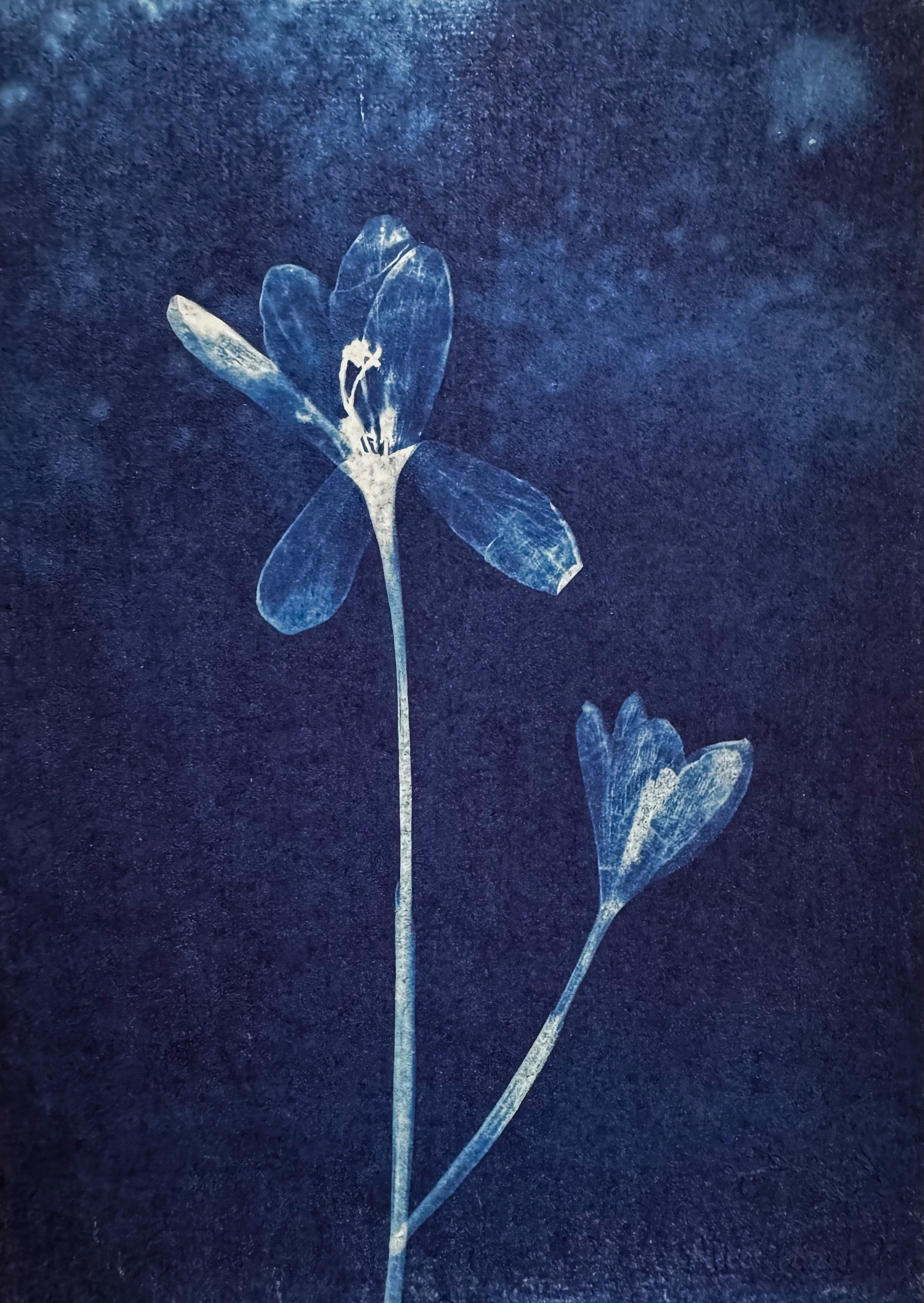 Fleur de Ciel - 13x18