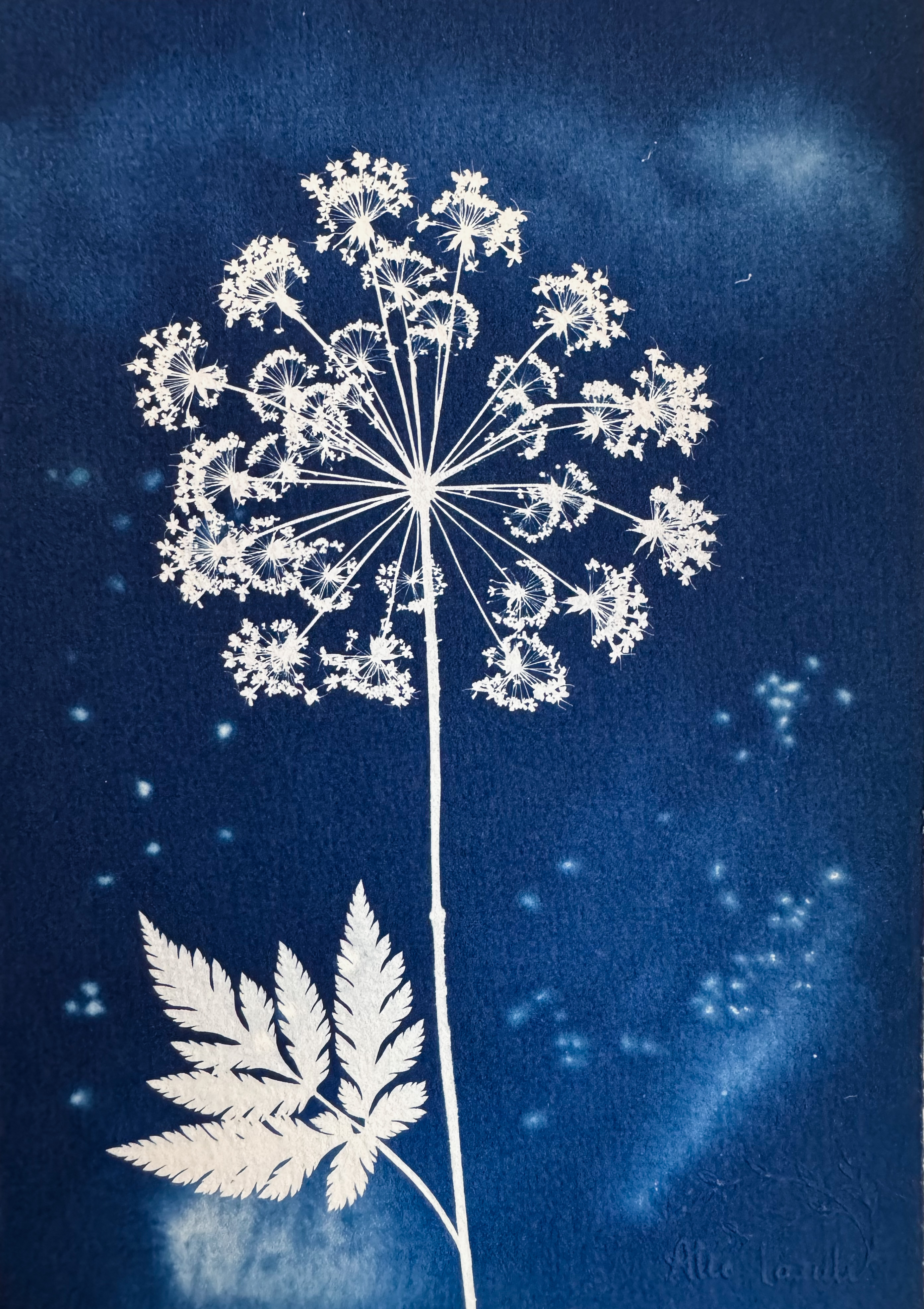 Belle Ombelle - 13x18