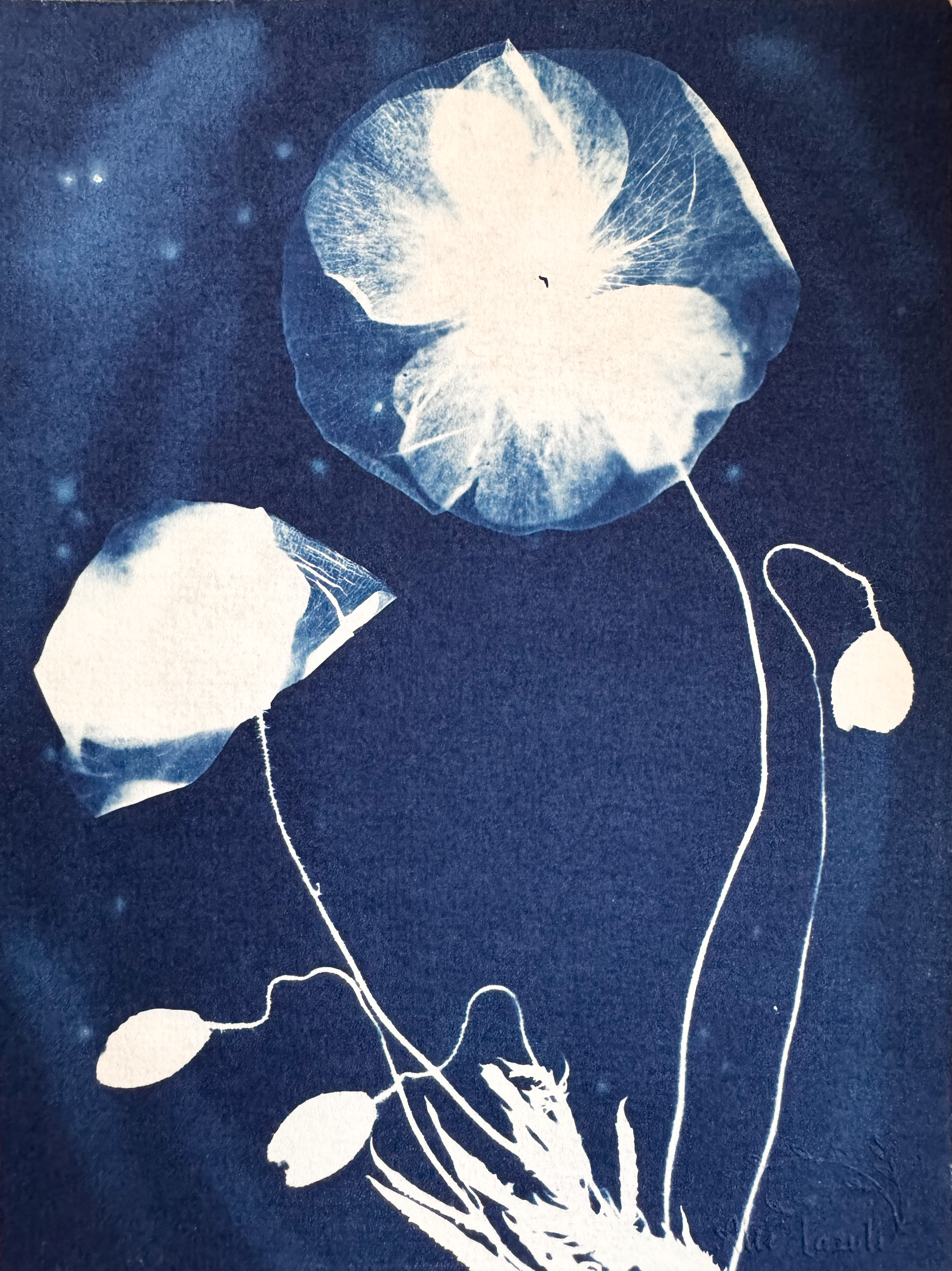 Fleurs en Apesanteur - 15x20