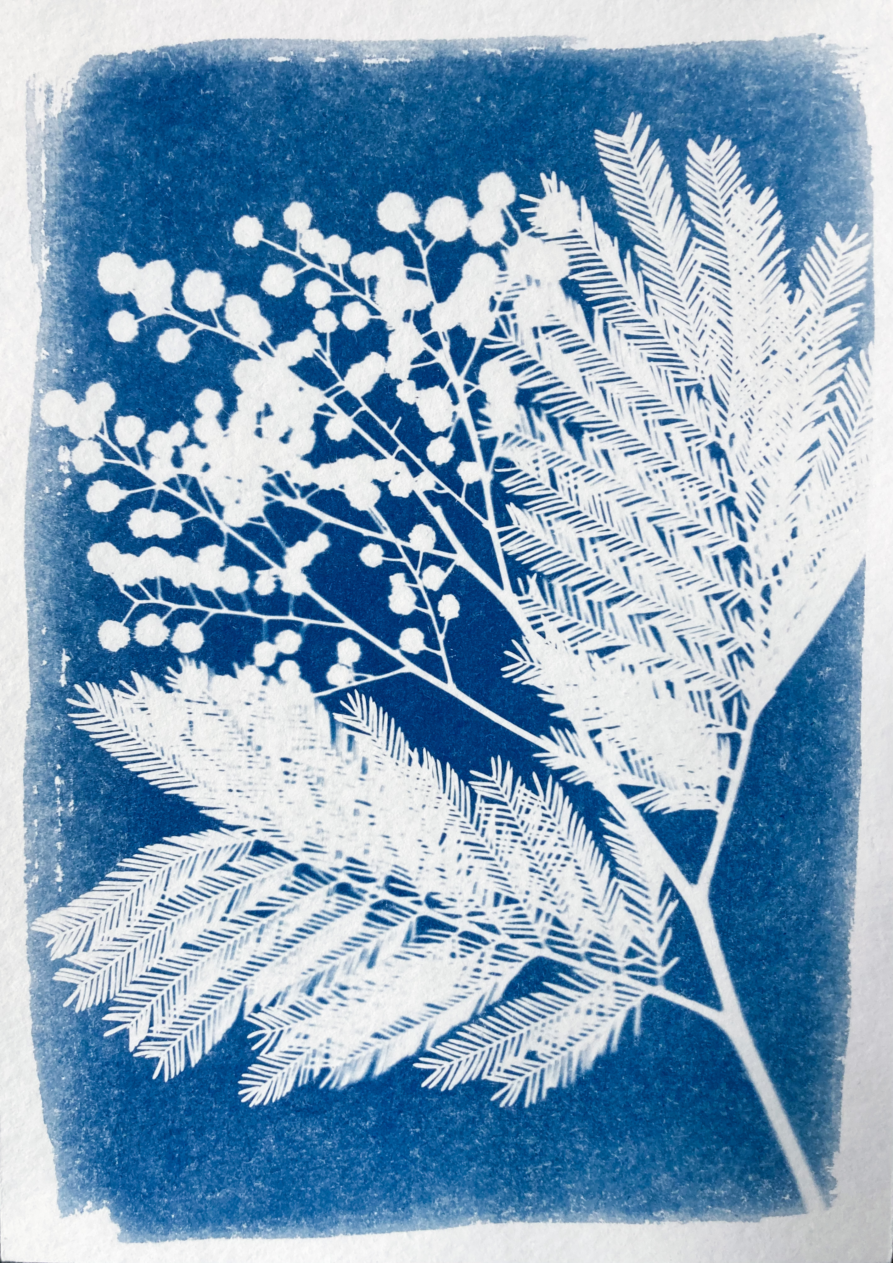 Mimosa - 13x18