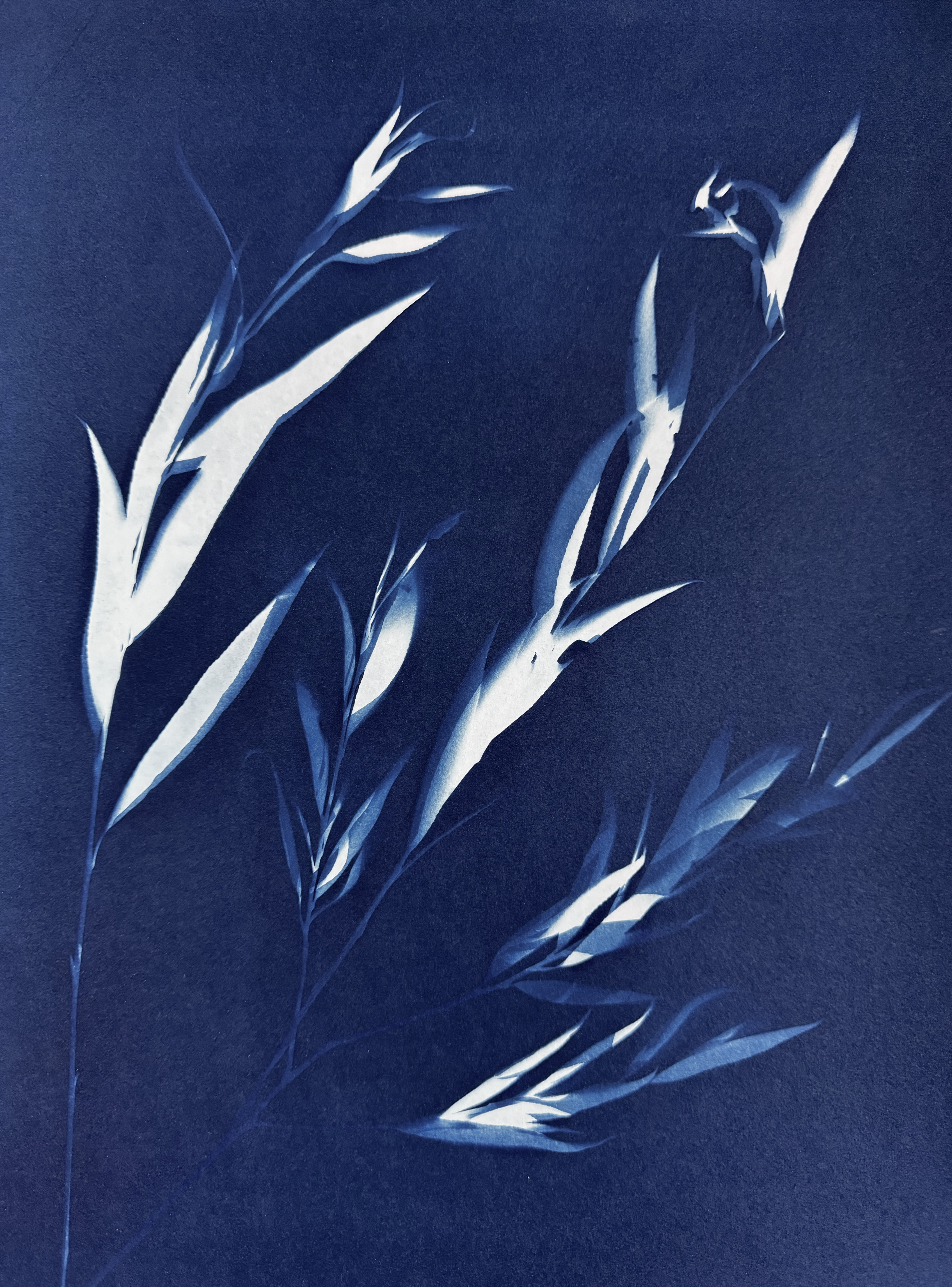 Effets de Vent - 30x40