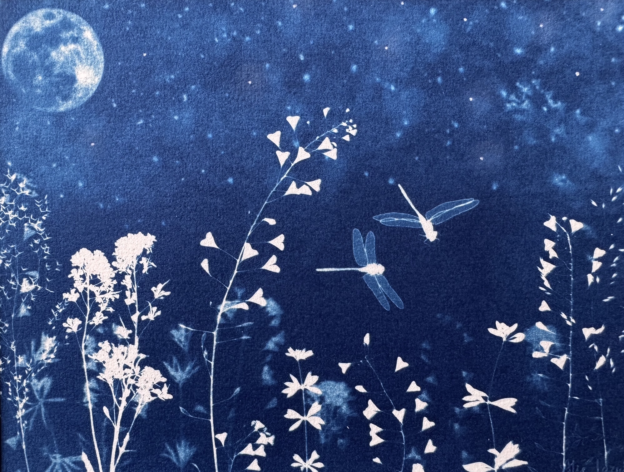 Libellules au Clair de Lune - 18x24 - Maison L