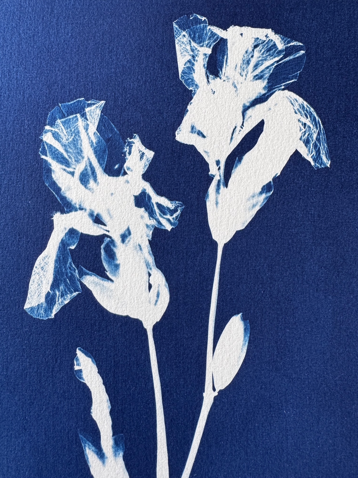 Duo d'Iris - 18x24 - MaisonL