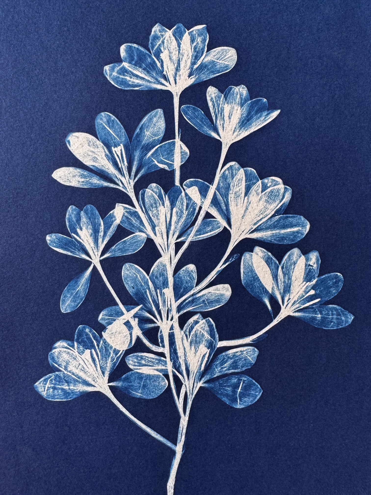 Floraison - 20x30 - MaisonL