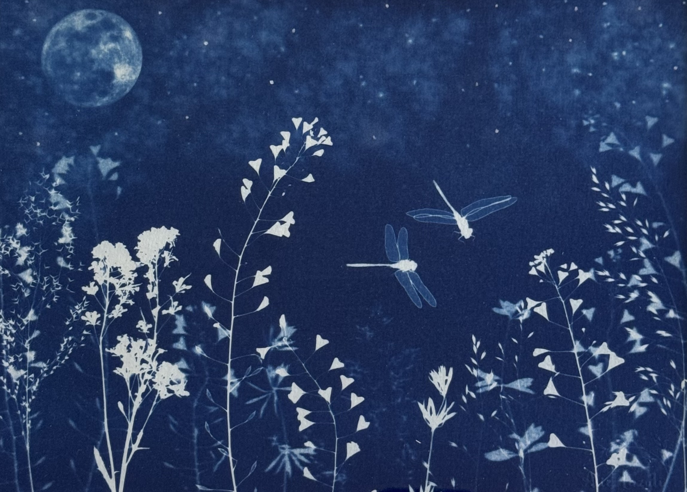 Libellules au Clair de Lune - 18x24 - Office de Tourisme