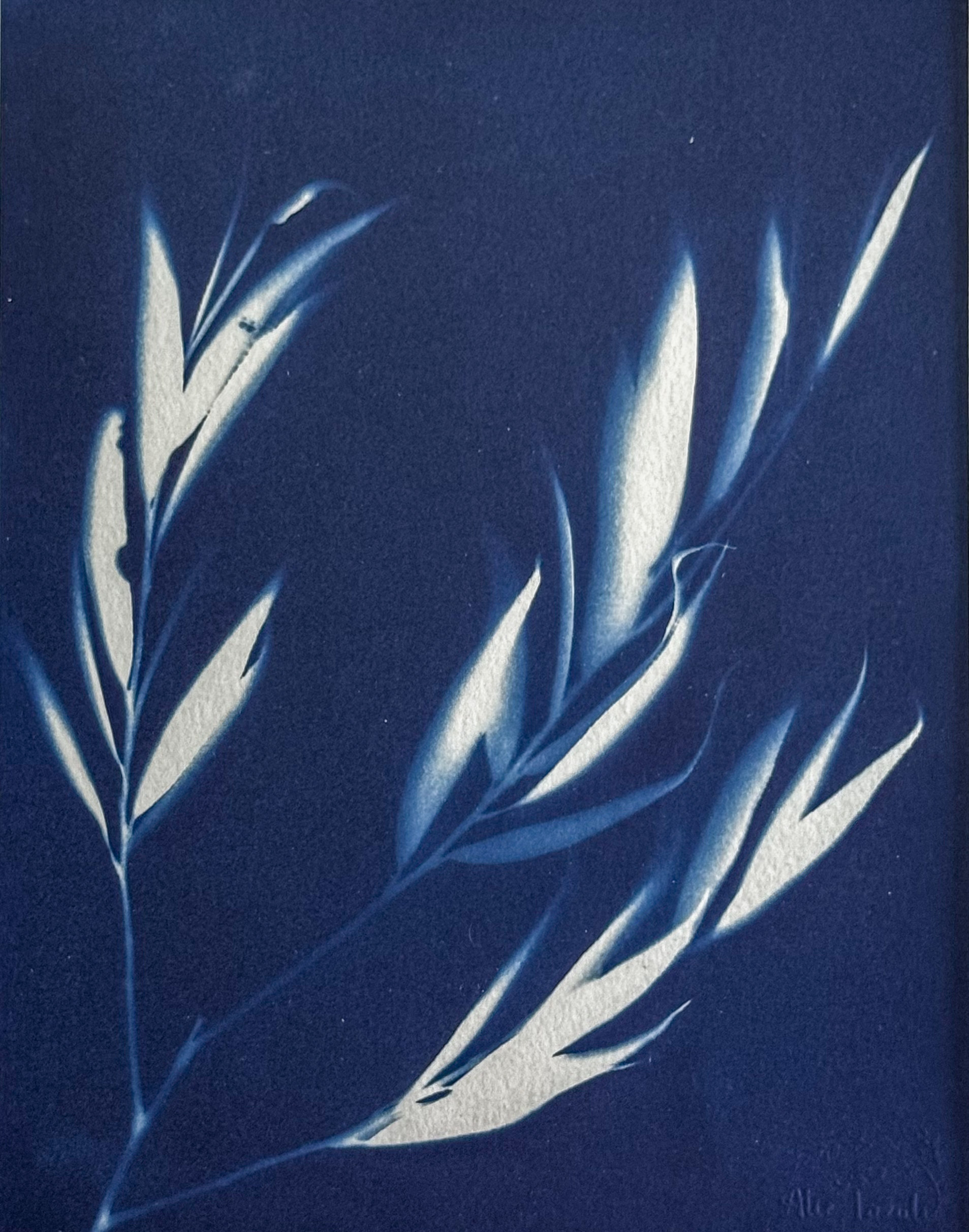 Brise Légère - 18x24 - Office de Tourisme