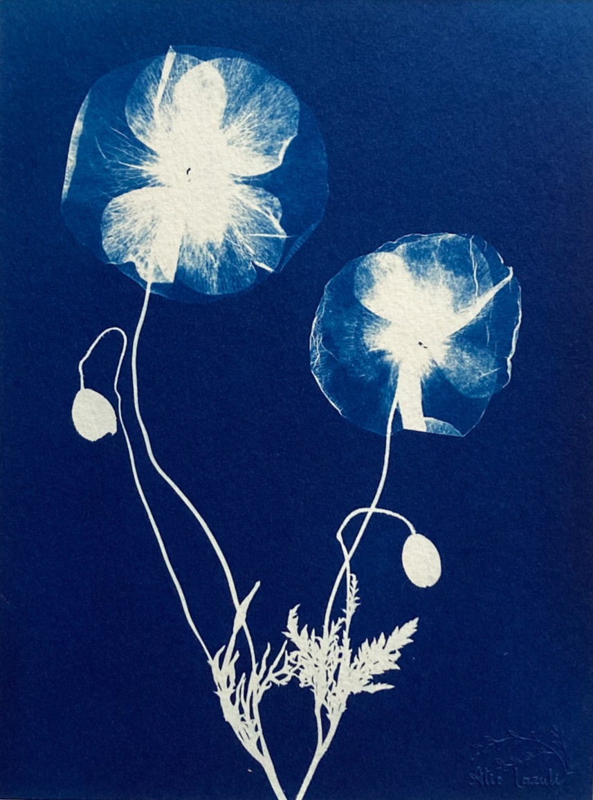Duo de Coquelicots - 18x24 - Au Temps Suspendu
