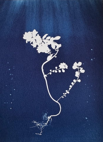 Cheval des Mers - 18x24