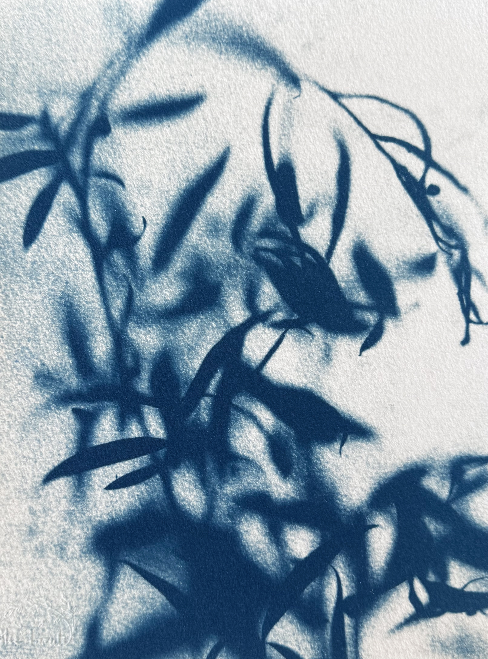 Saule des Cîmes - 18x24