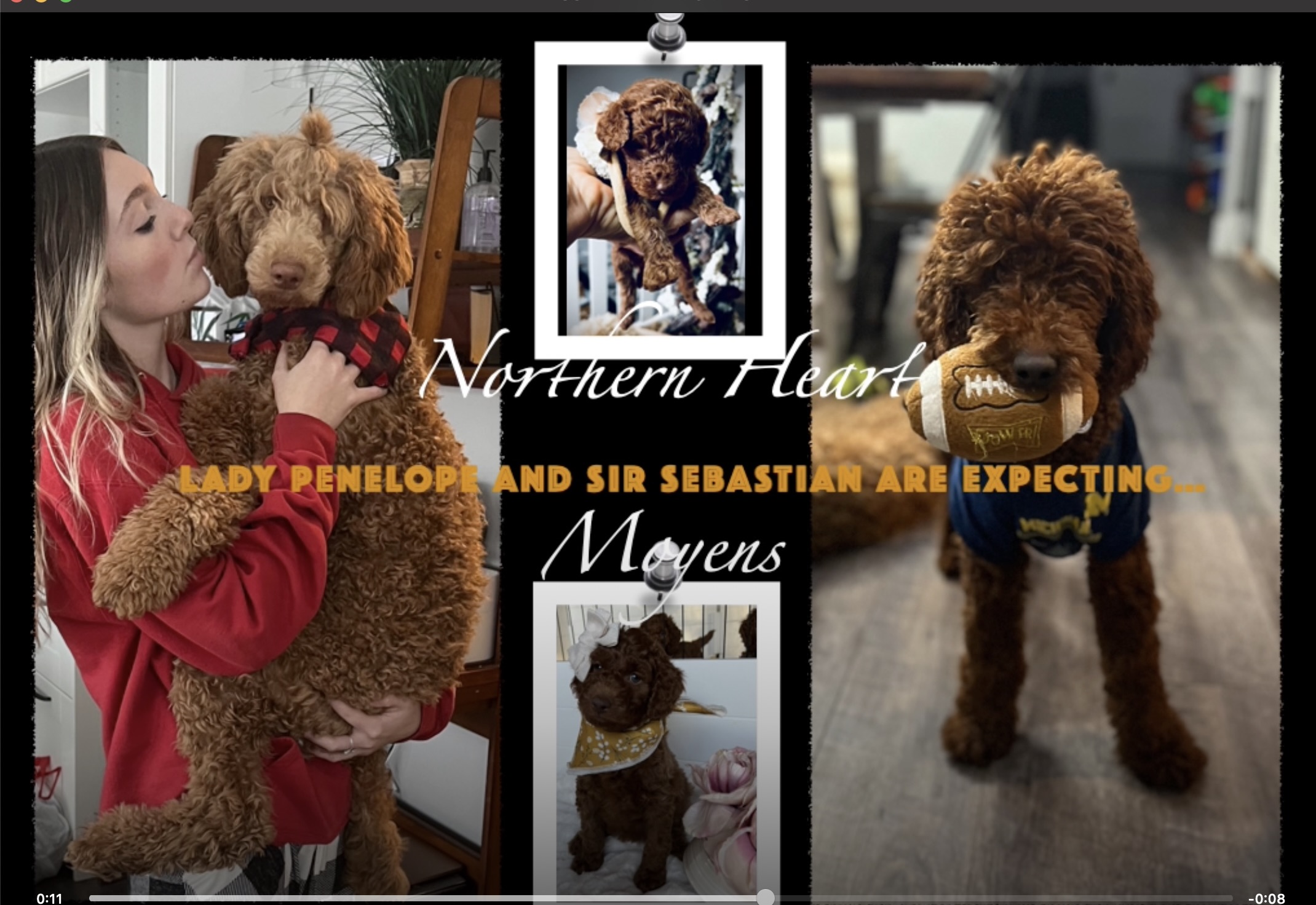 Intense Red Moyen Poodle Puppies
