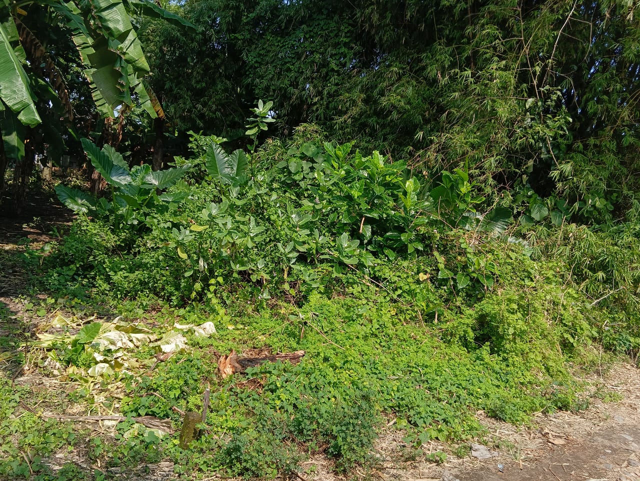 Pekarangan Dijual Ampel Kurung