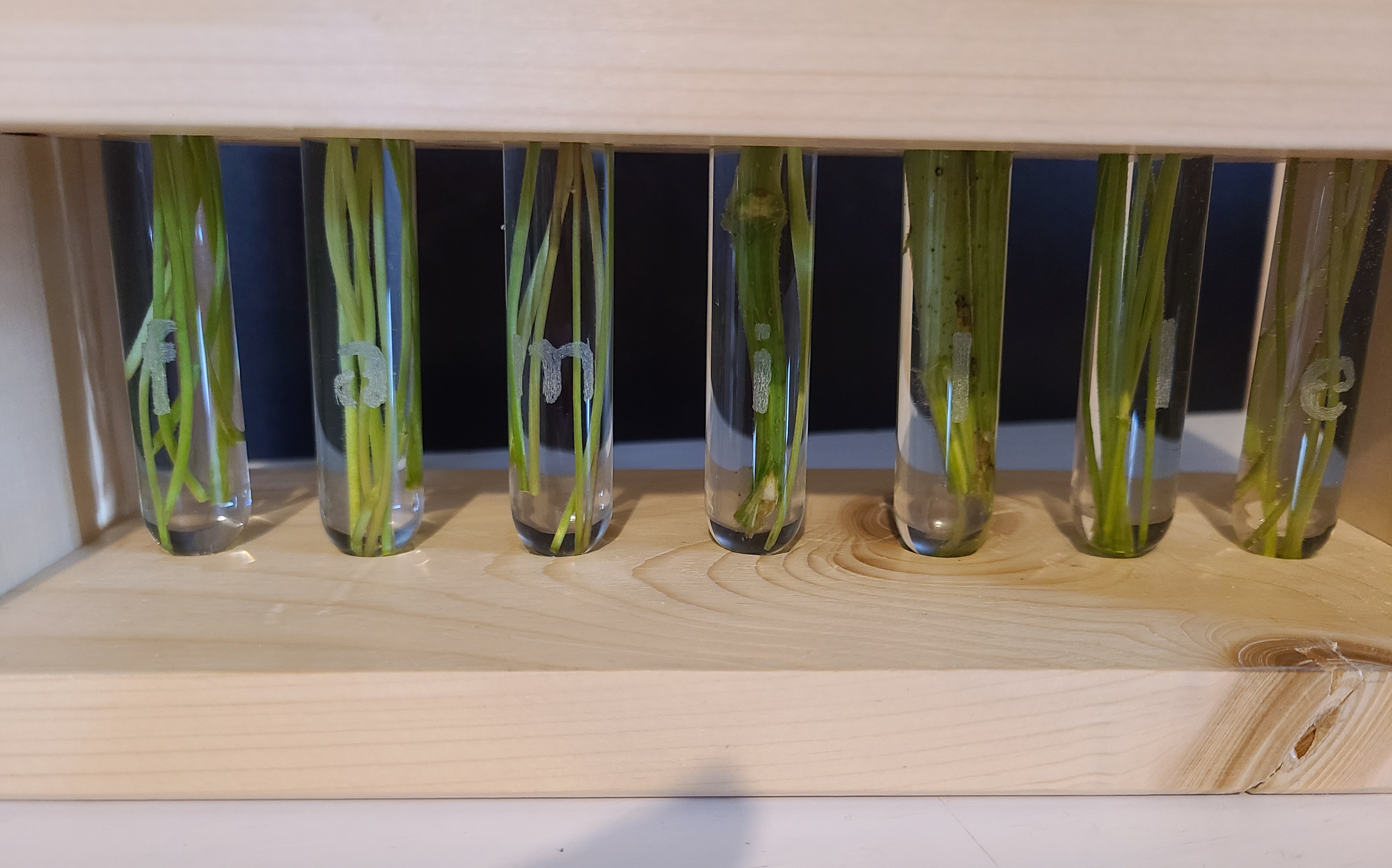 Soliflore avec tubes à essai en verre gravé