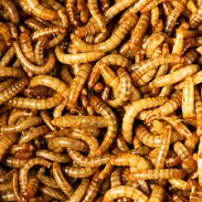 Mealworms