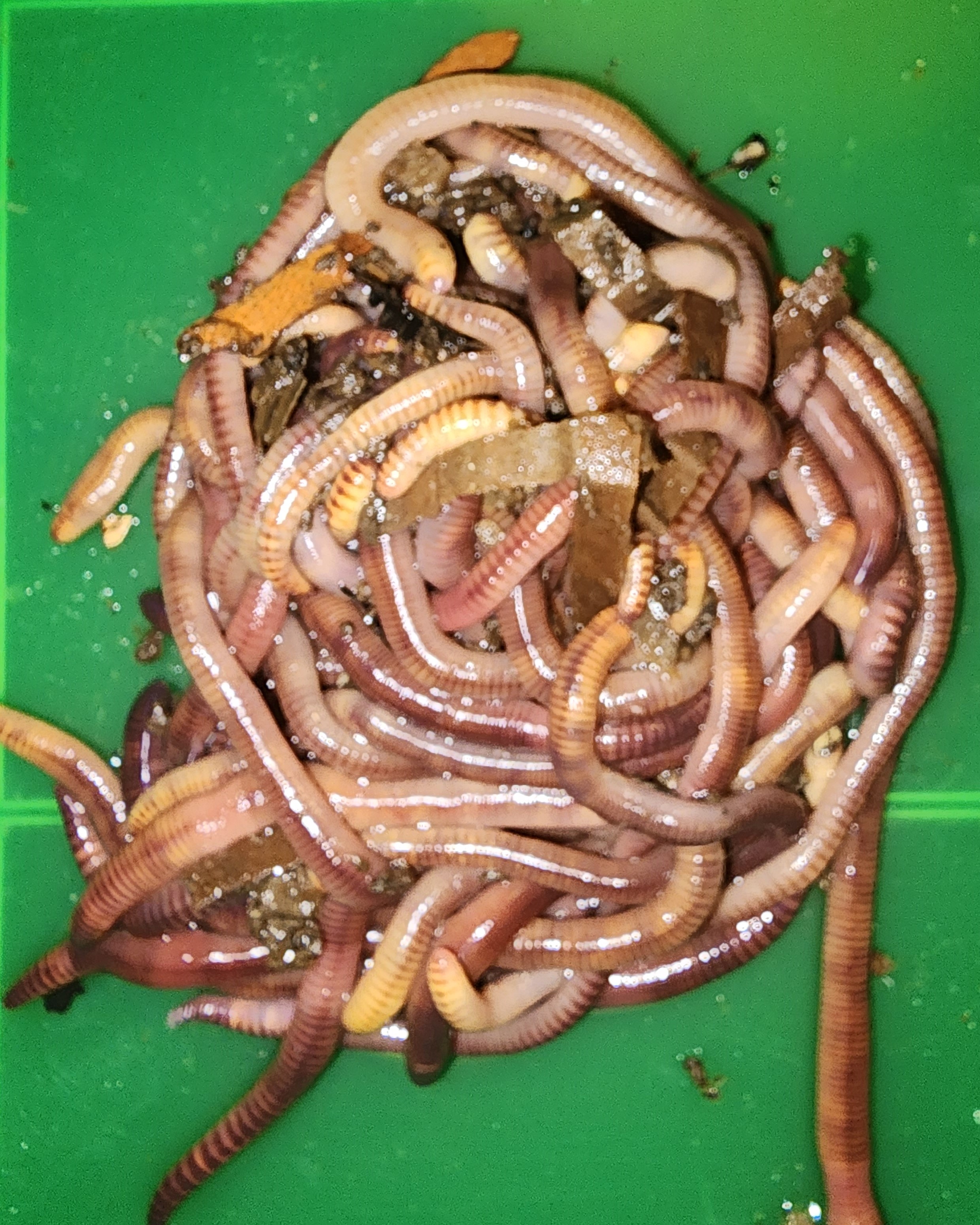 European Nightcrawlers