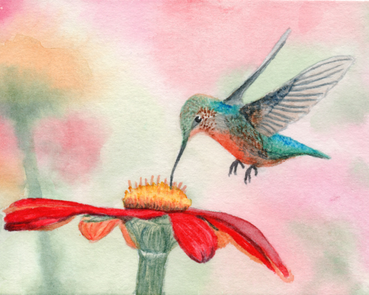Hummingbird Watercolor Print: Bird Lover Gift