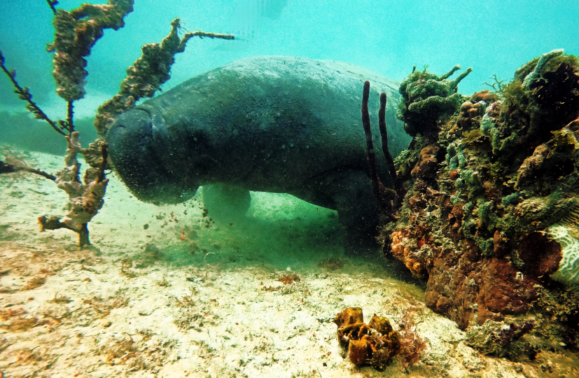 EXCURSIÓN DE BUCEO EN BAYAHIBE