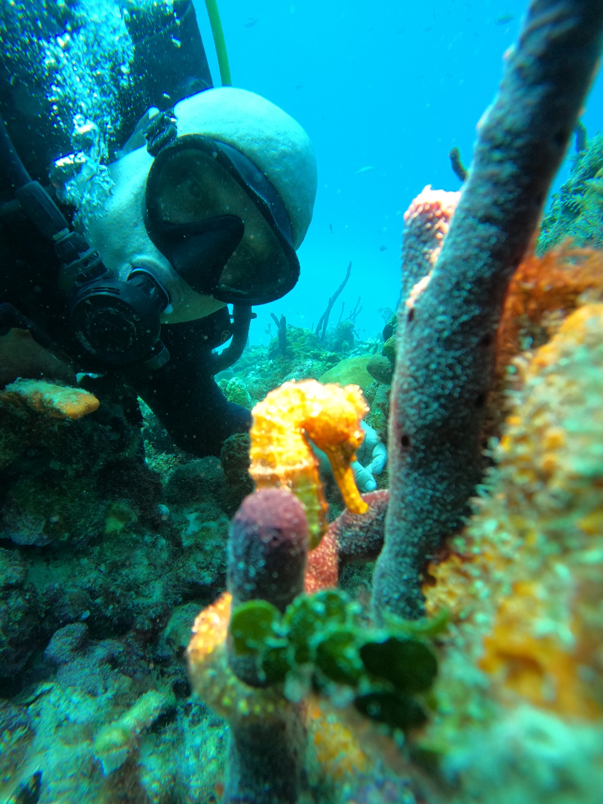 EXCURSIÓN DE BUCEO EN BAYAHIBE
