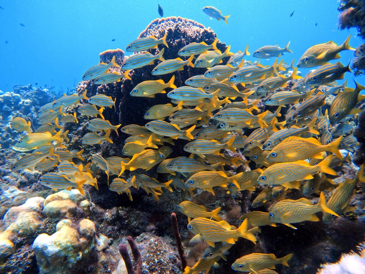 EXCURSIÓN DE ESNORKEL EN ISLA SAONA