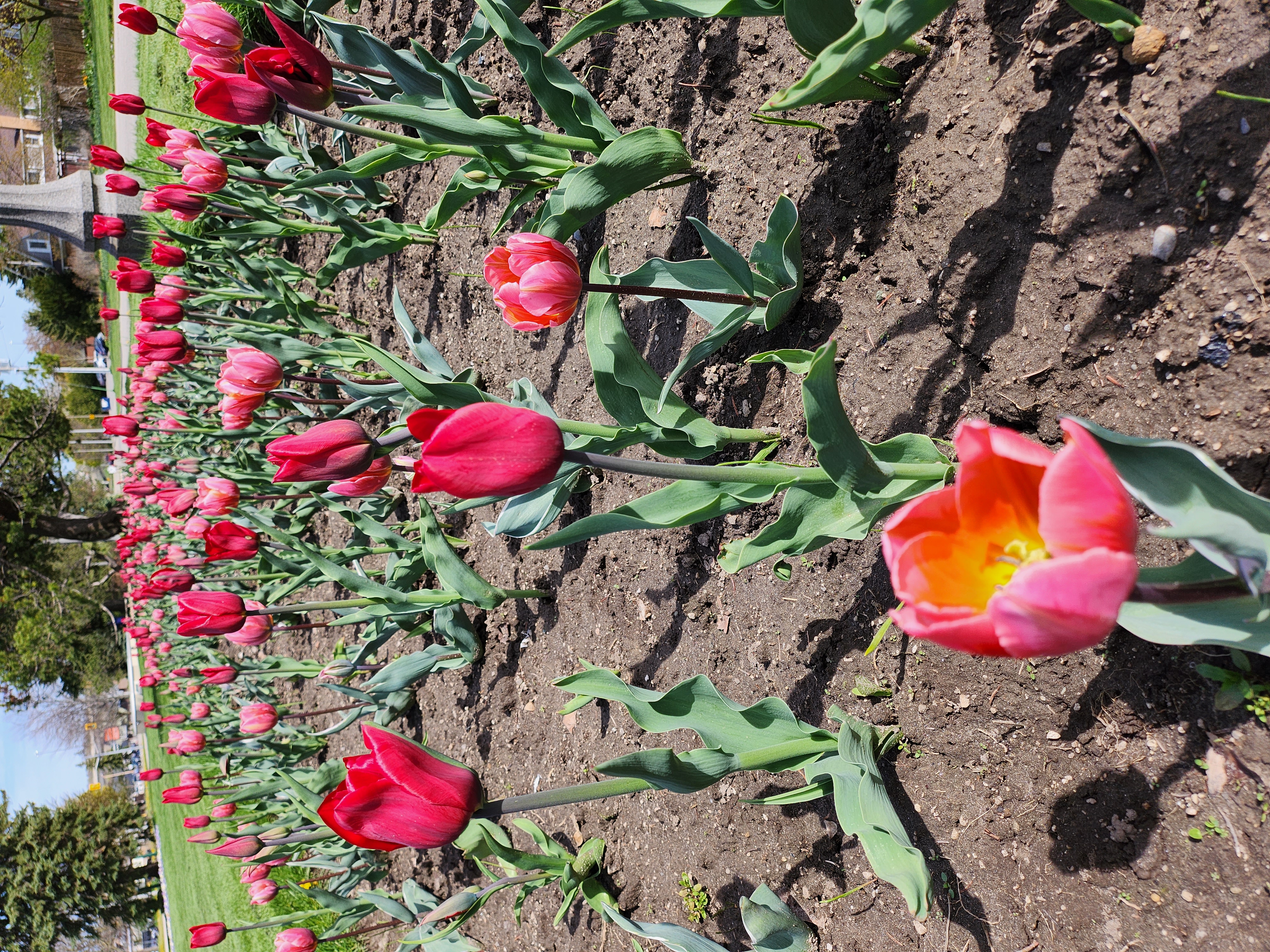 Adult Ticket $20 for April 13, 2024 Spring Festival and Eid Mela