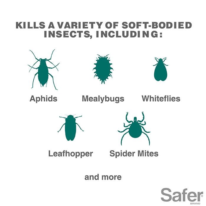 Safer Insecticidal Soap 16 oz Concentrate