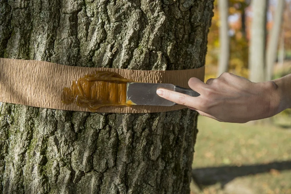 Tanglefoot Insect Barrier