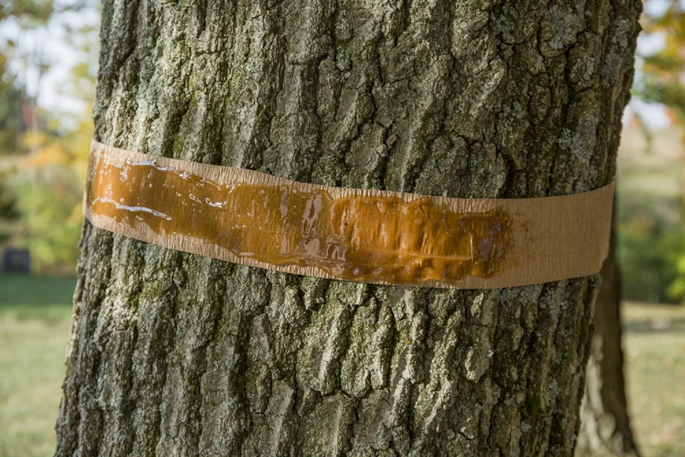 Tanglefoot Insect Barrier