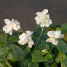 Parma 'Comte de Brazza' Double White Violet