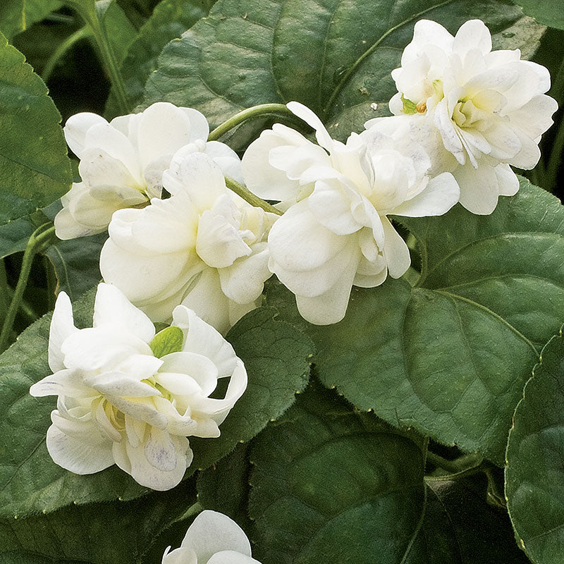 Parma 'Comte de Brazza' Double White Violet