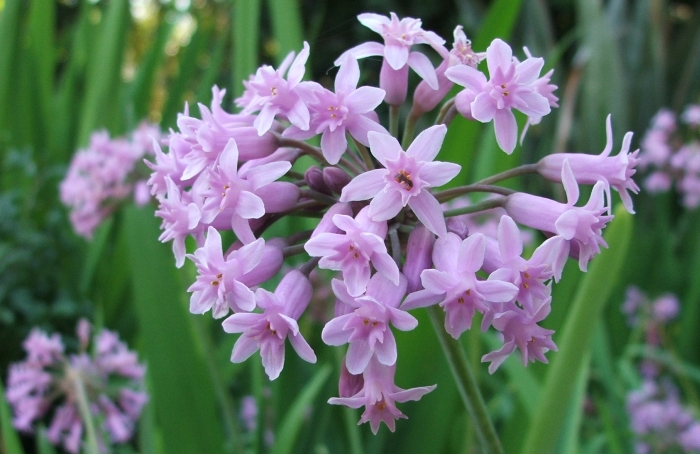 Fragrant Agapanthus 