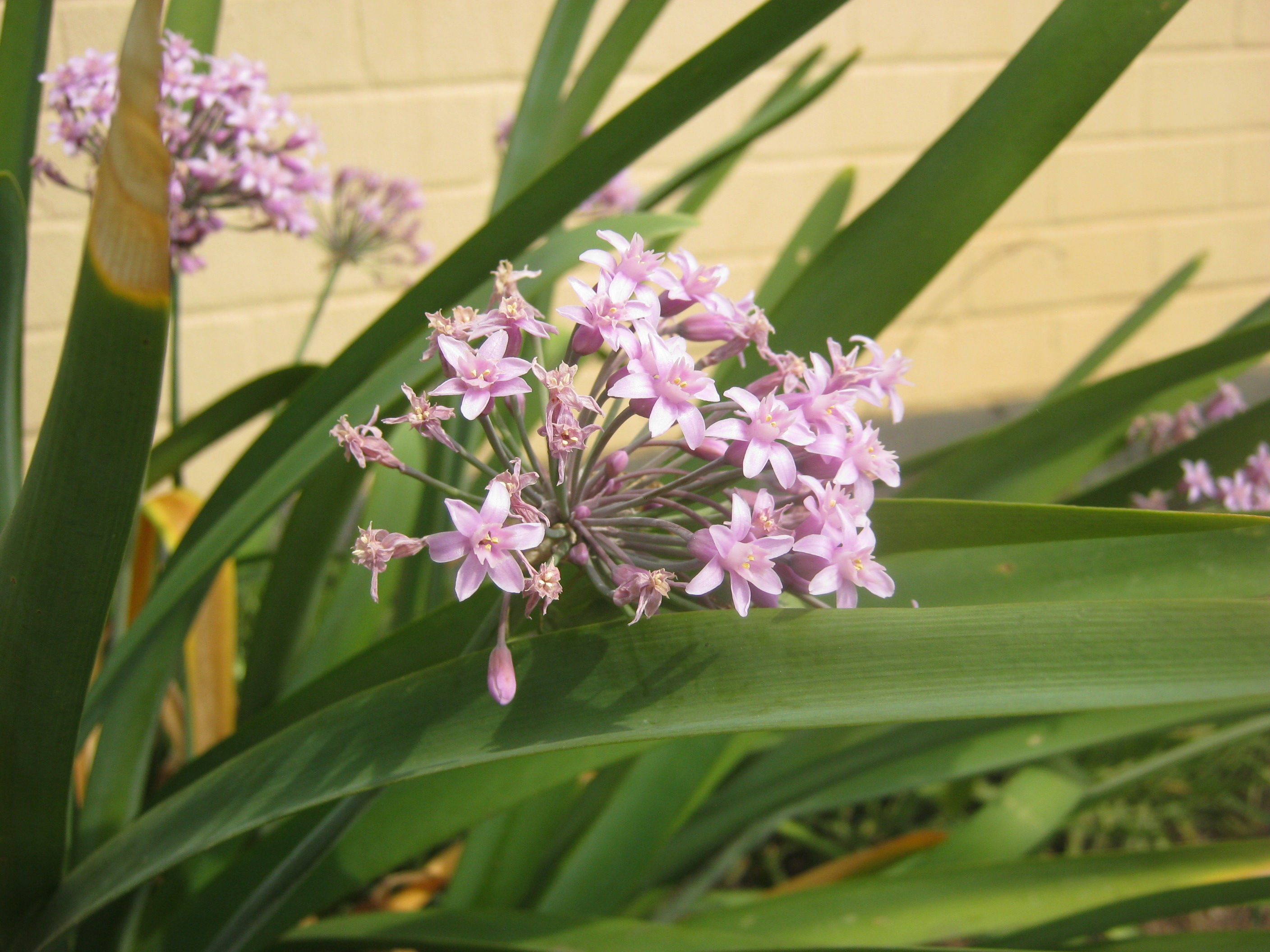 Fragrant Agapanthus 