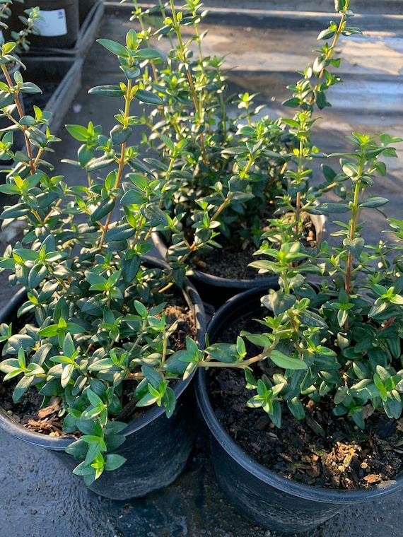 Chilean Guava