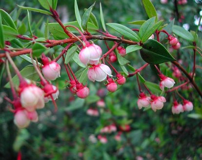 Chilean Guava
