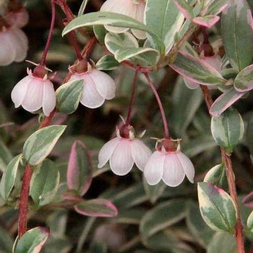 Chilean Guava 'Flambeau'
