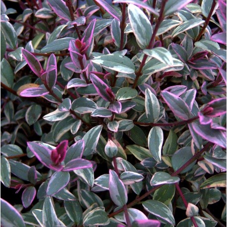 Chilean Guava 'Flambeau'