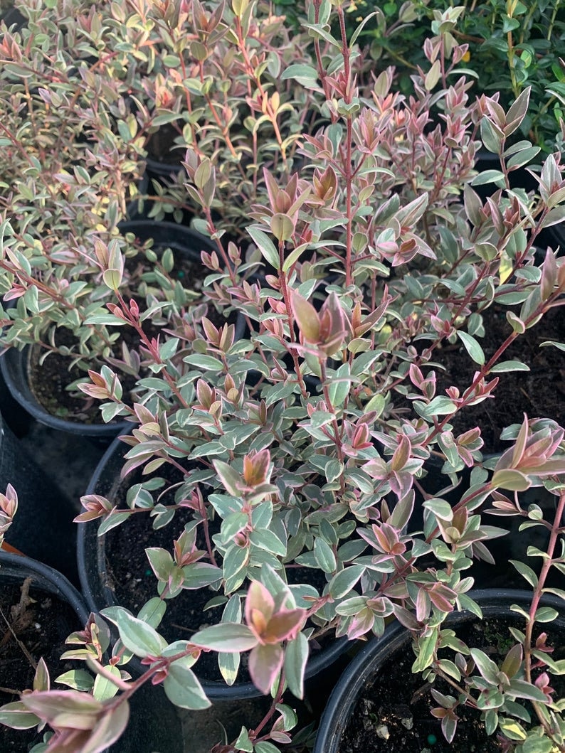 Chilean Guava 'Flambeau'