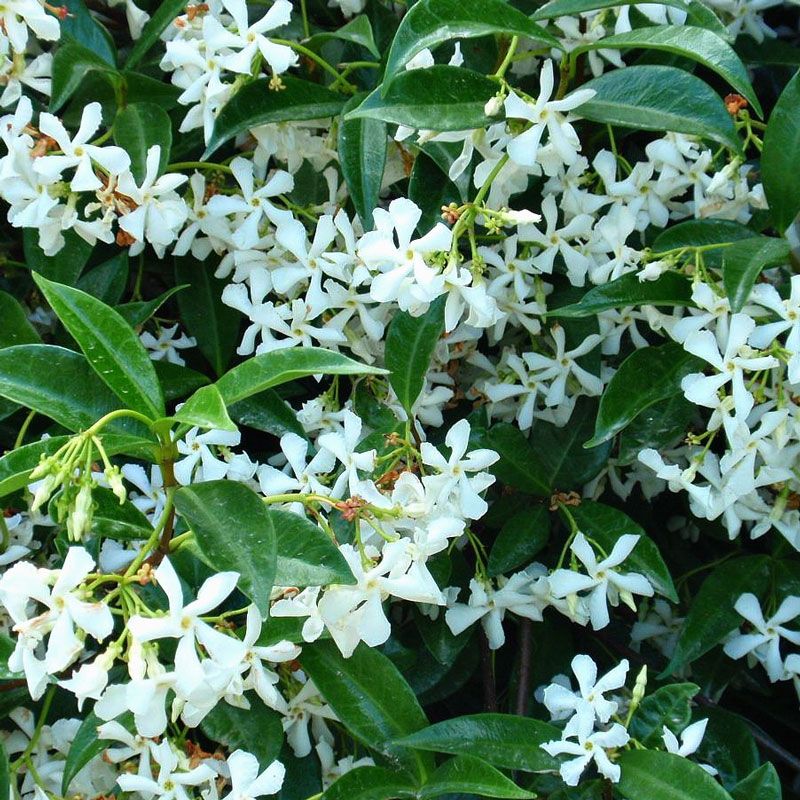 Star Jasmine
