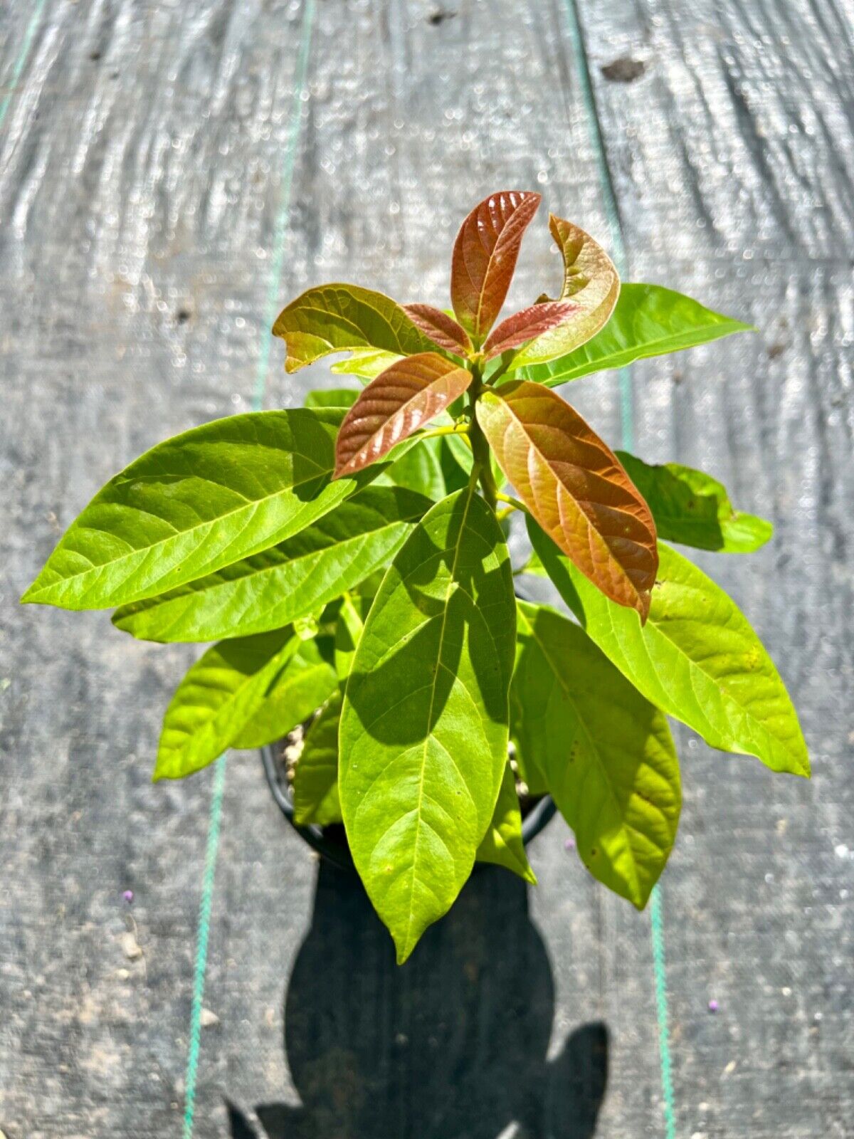 Avocado