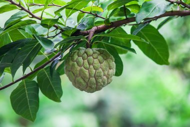 Sugar Apple