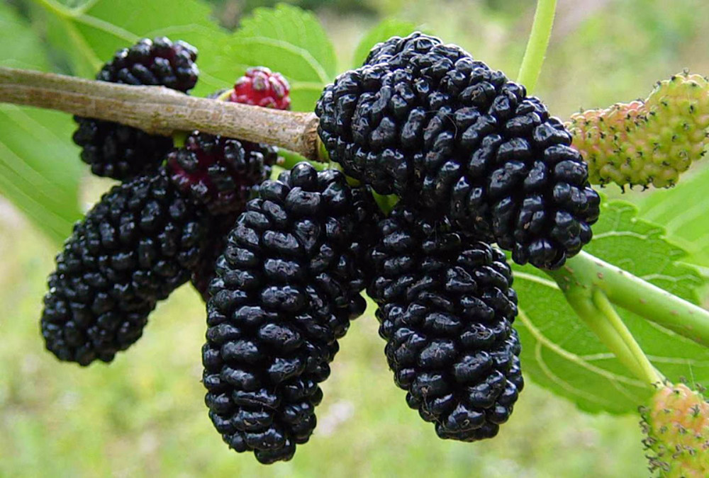 Dwarf Everbearing Mulberry