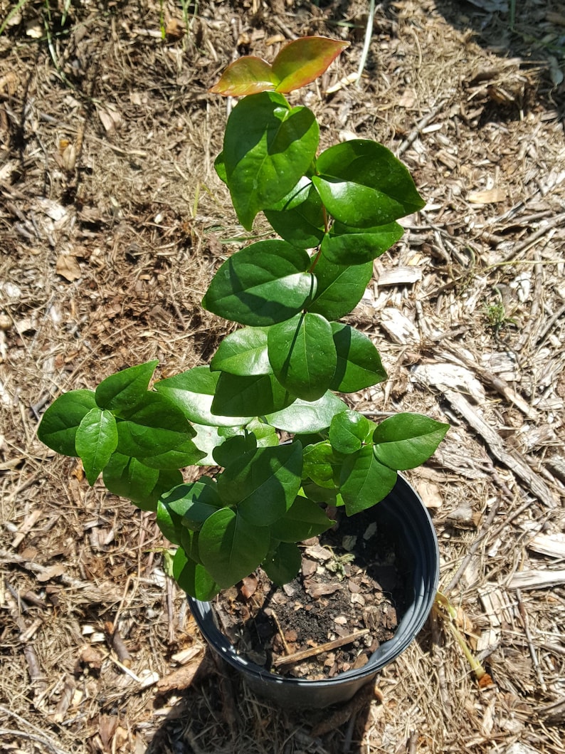 Surinam Cherry