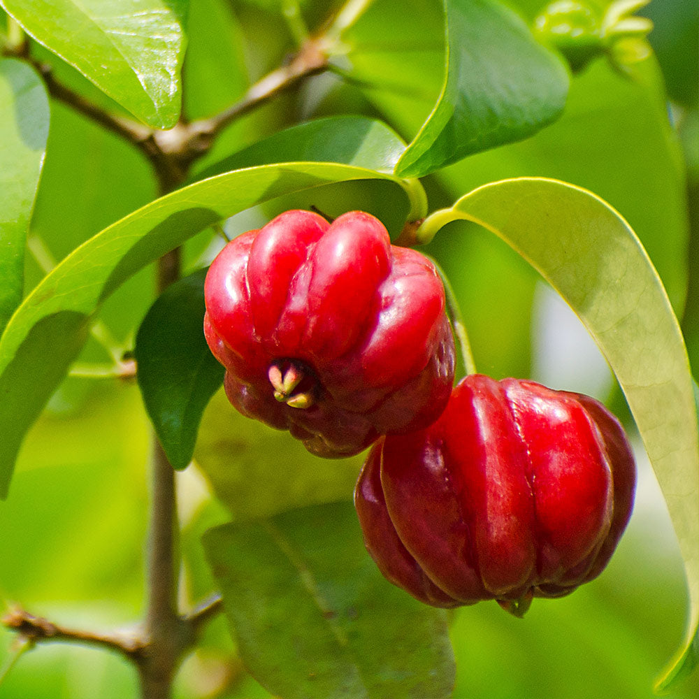Surinam Cherry
