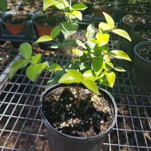 Surinam Cherry