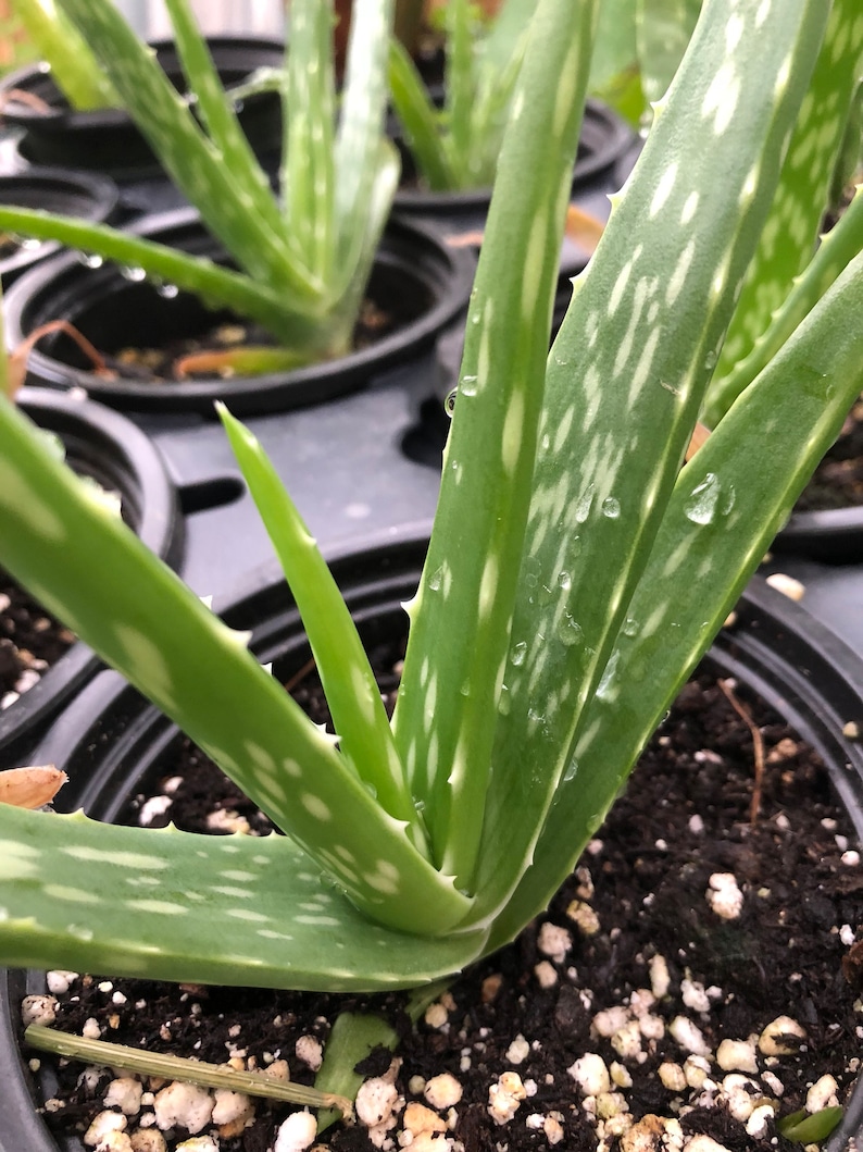 Aloe vera miller stockton