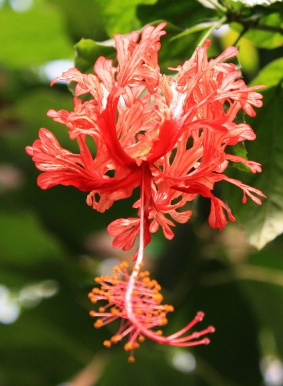 Spider Hibiscus 
