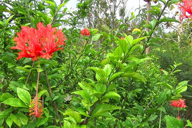 Spider Hibiscus 