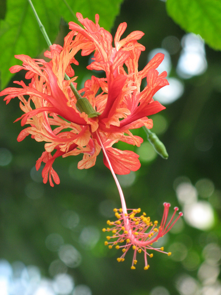 Spider Hibiscus 